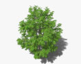 Gafanhoto mel árvore Modelo 3d