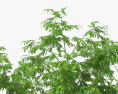 Gafanhoto mel árvore Modelo 3d