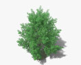 沼生栎 3D模型