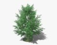 沼生栎 3D模型