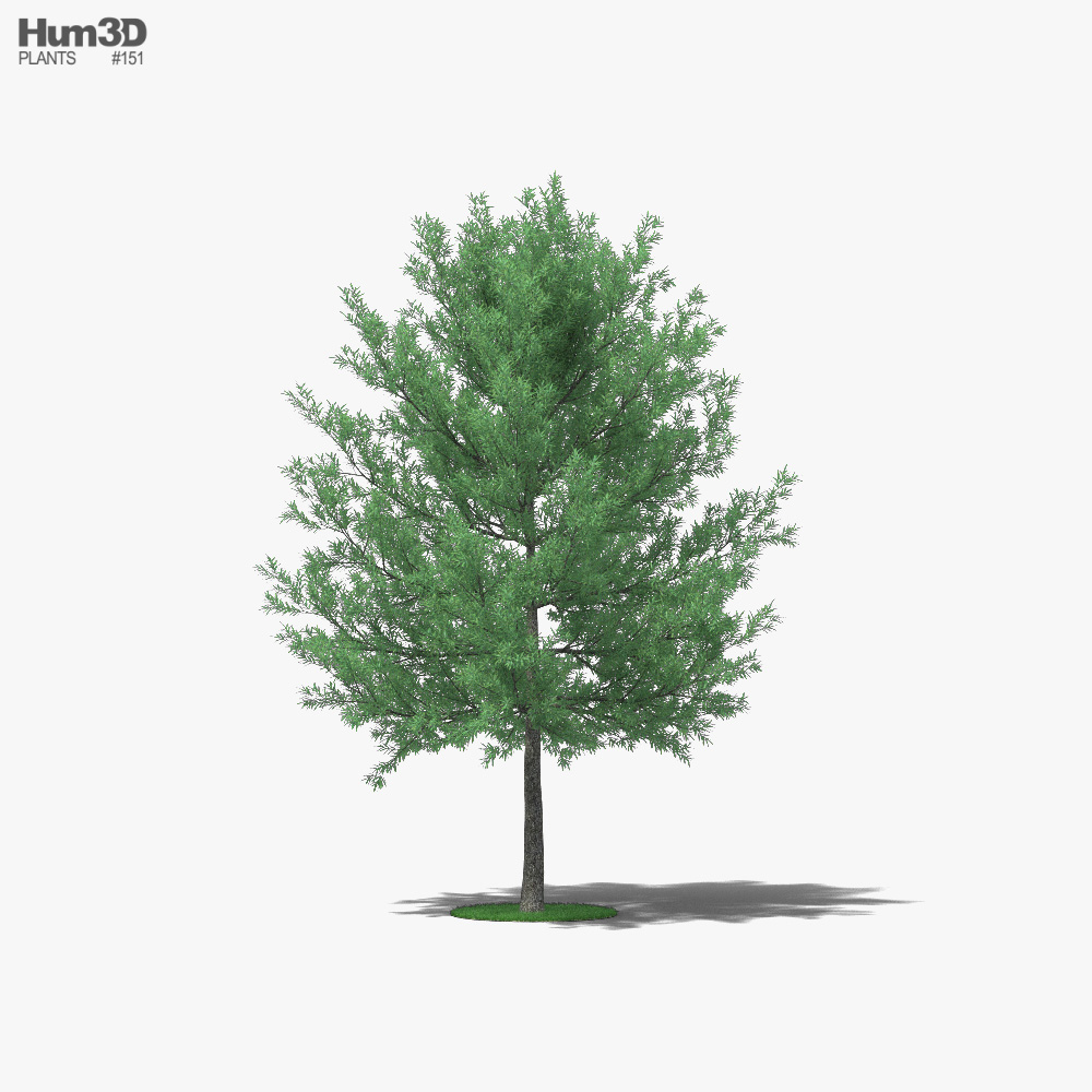 Chêne à feuilles de Saule Modèle 3D