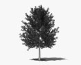 Chêne à feuilles de Saule Modèle 3d