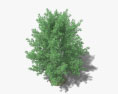 Иволистный дуб 3D модель