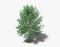 柳橡树 3D模型