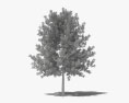Chêne à feuilles de Saule Modèle 3d