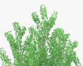 Ginkgo Tree 3d model