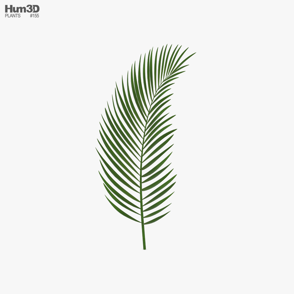 Palm Leaf 3d model
