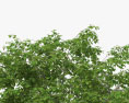 Tilleul à petites feuilles Modèle 3d