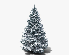 Winter Blue Spruce 3D model