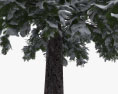 겨울의 더글러스 전나무 3D 모델 