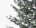 겨울의 더글러스 전나무 3D 모델 