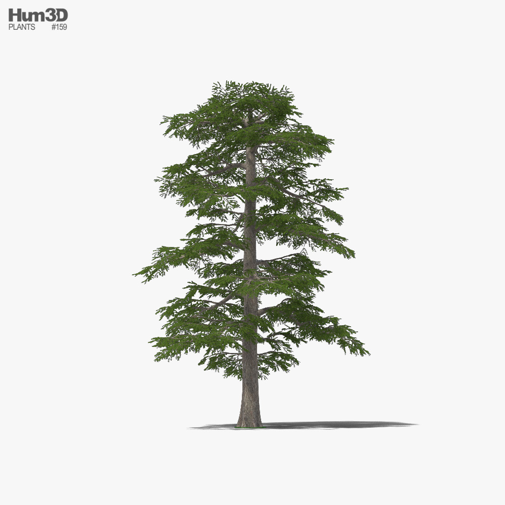 Lebanon Cedar 3D model
