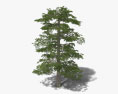 Lebanon Cedar 3d model