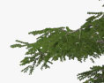 Lebanon Cedar 3d model