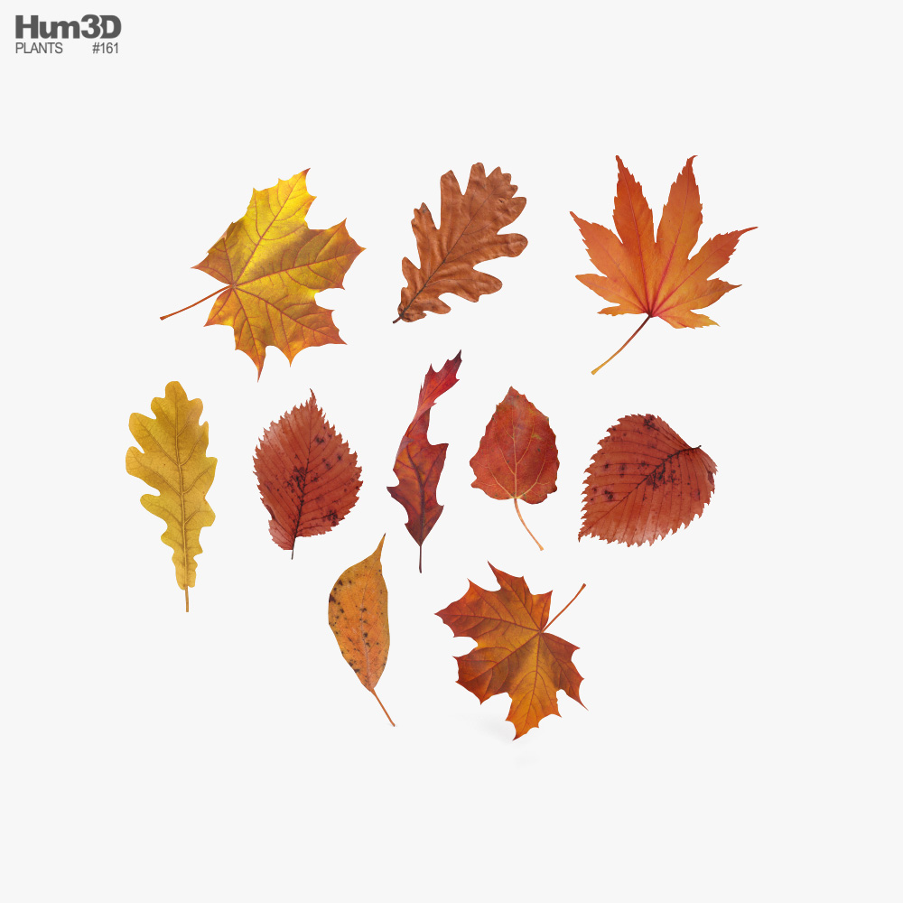 Autumn Leaves Set 3D model