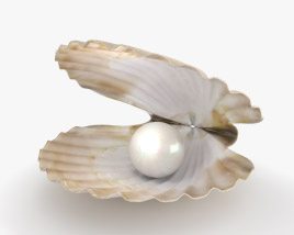 Muschel mit Perle 3D-Modell