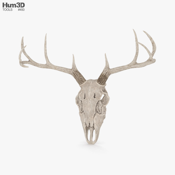 Cráneo de ciervo Modelo 3D