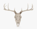 Cráneo de ciervo Modelo 3D