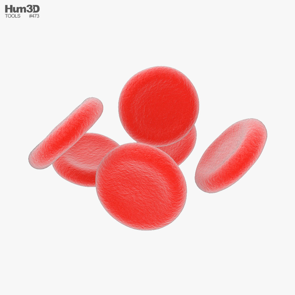 Rote Blutkörperchen 3D-Modell