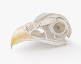 Bird Skull 3D model