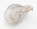 Bird Skull 3d model