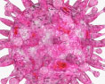 Herpes Virus 3d model