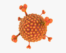 Adénovirus Modèle 3D
