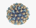 Вірус кору 3D модель