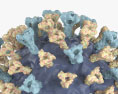 Measles Virus 3d model