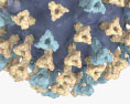 Virus del sarampión Modelo 3D