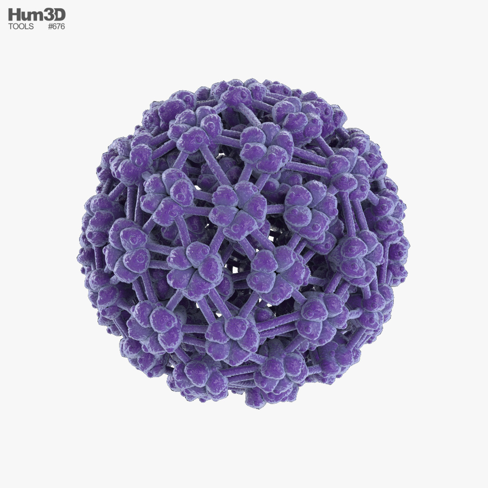 Virus du papillome Modèle 3D