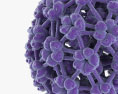 Papillomvirus 3D-Modell