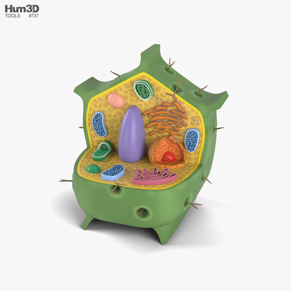 Célula vegetal Modelo 3D
