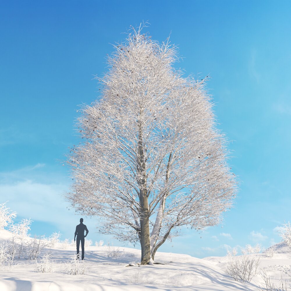 Alnus Rubra Winter 02 3Dモデル