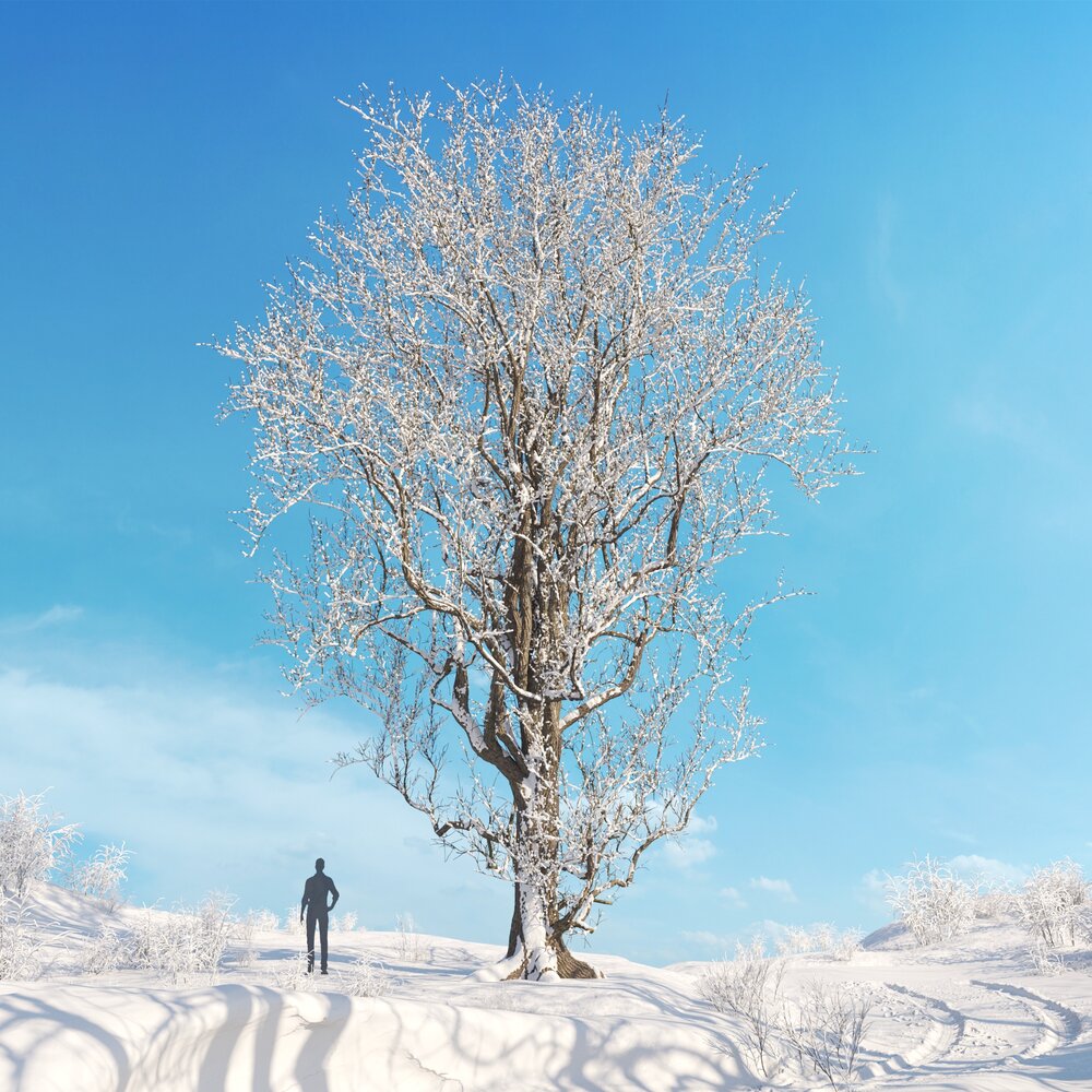 White Elm Winter 04 3D модель