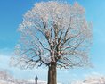 Quercus Robur Winter 03 3D-Modell
