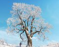 Quercus Robur Winter 04 3d model
