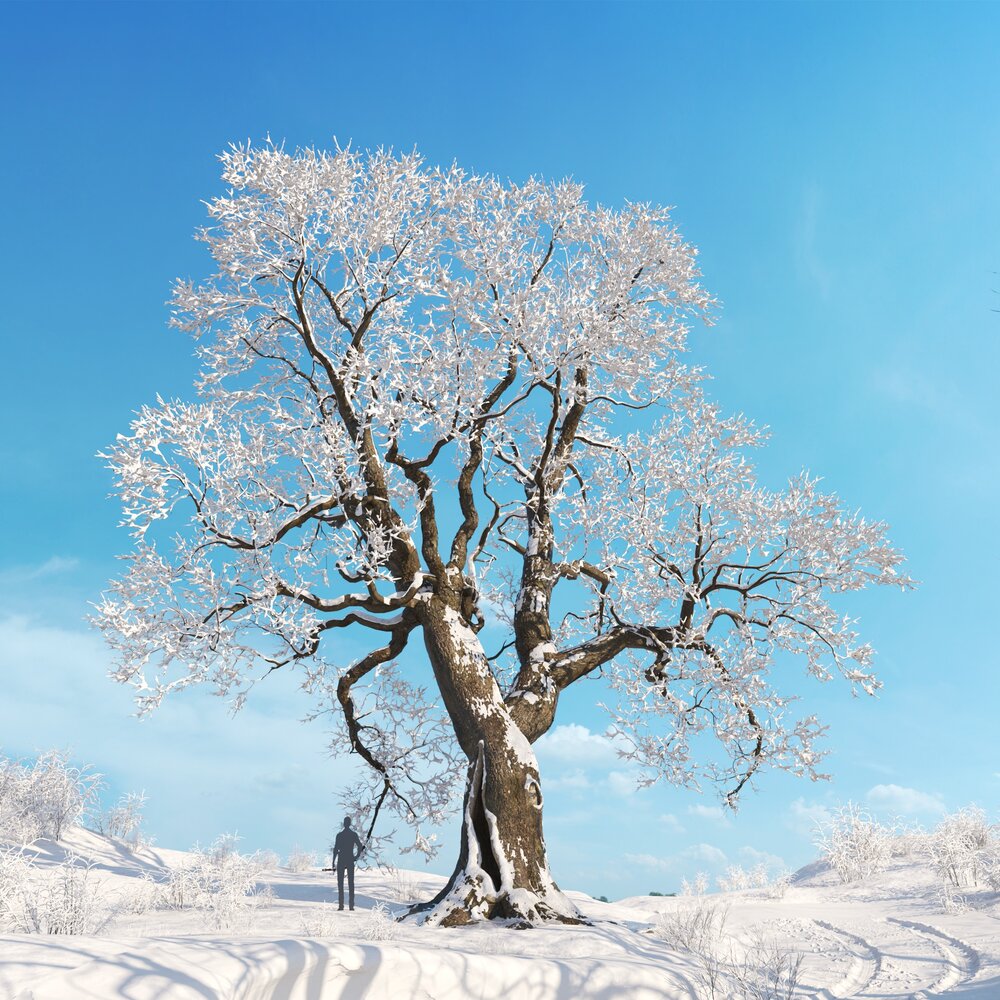 Quercus Robur Winter 04 3D-Modell