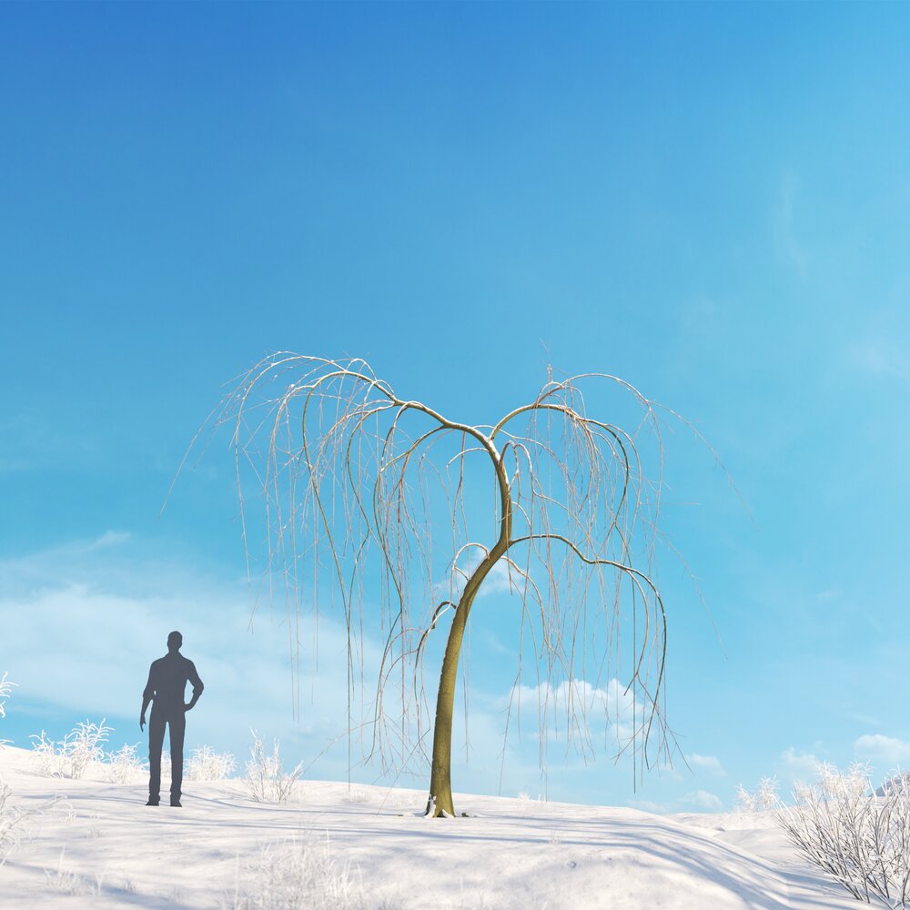 Willow Weeping Winter Modelo 3d