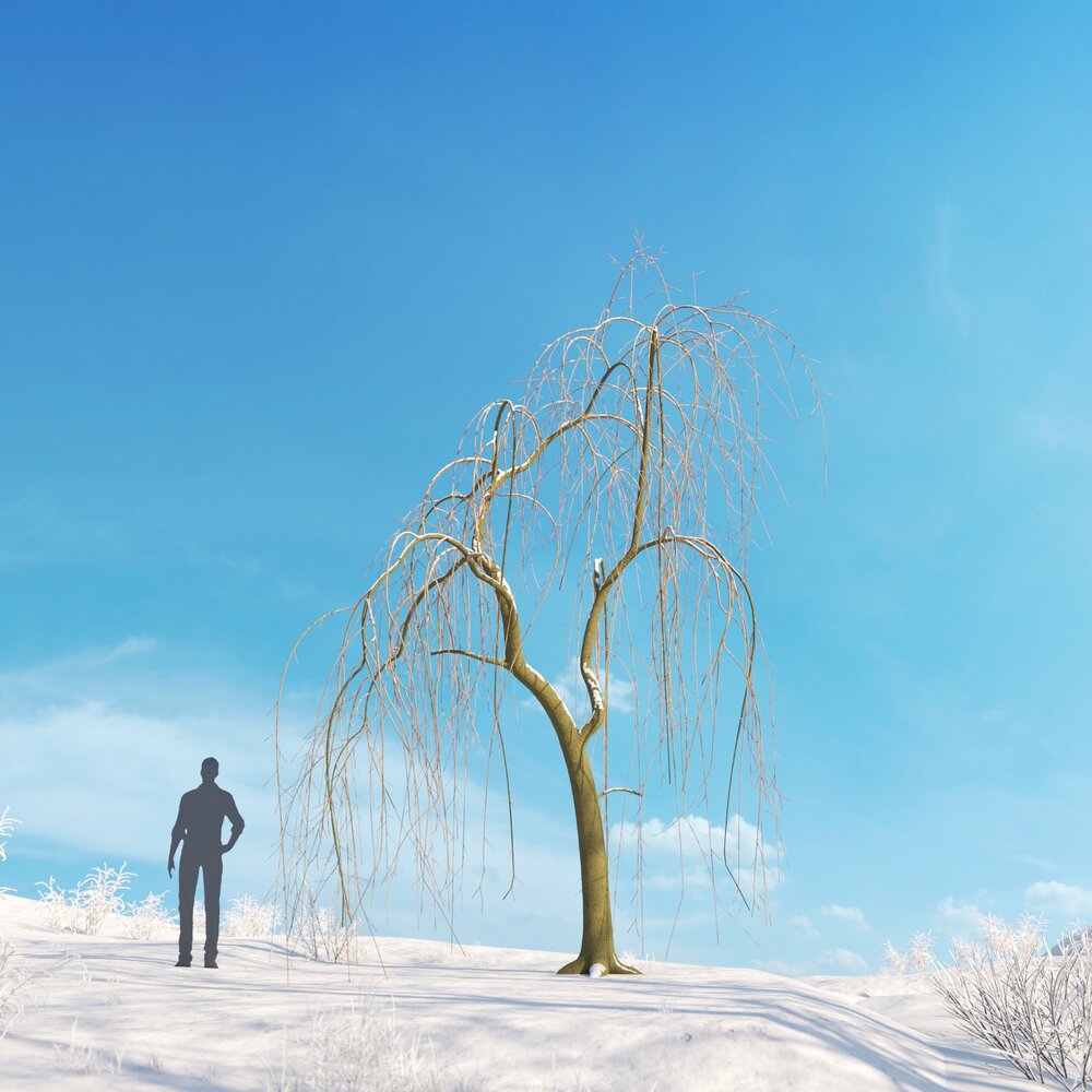 Willow Weeping Winter 02 Modelo 3D