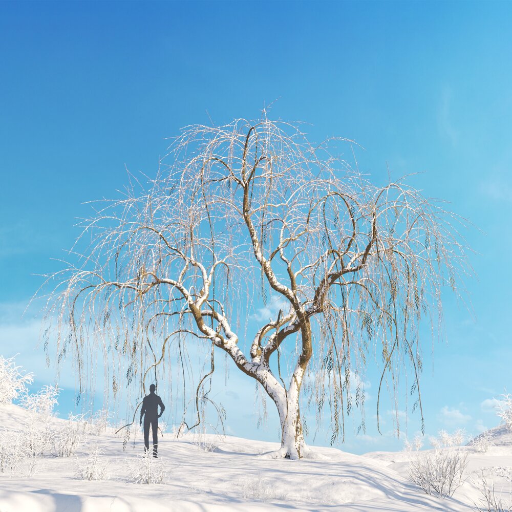 Willow Weeping Winter 03 3D模型