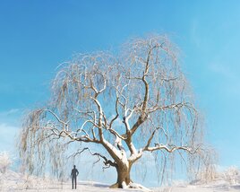 Willow Weeping Winter 04 Modello 3D