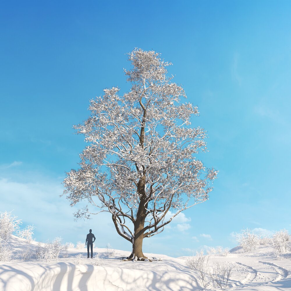 Japanese Alder Winter 02 3Dモデル