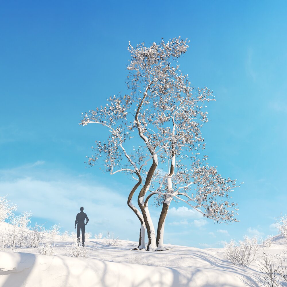 Japanese Alder Winter 3Dモデル