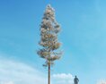 Pinus Ponderosa Winter 04 3D-Modell