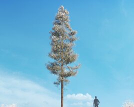 Pinus Ponderosa Winter 04 3Dモデル