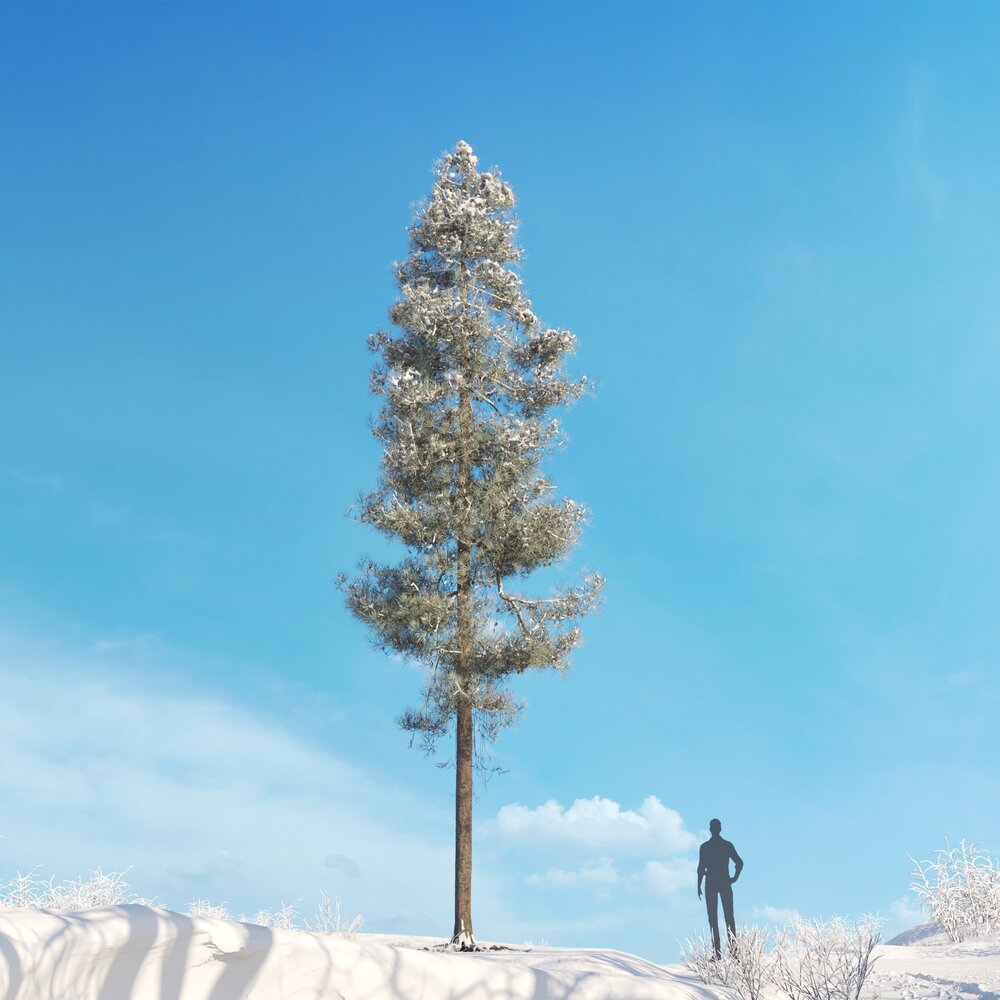Pinus Ponderosa Winter 04 3d model