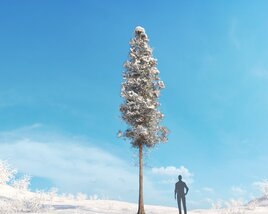 Pinus Ponderosa Winter 03 Modello 3D