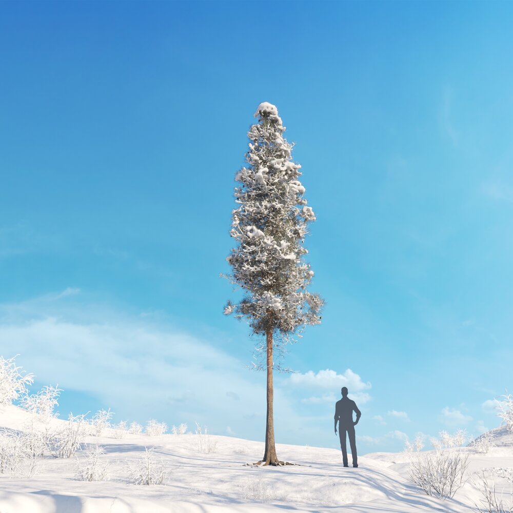 Pinus Ponderosa Winter 03 3D модель