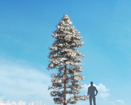 Pinus Ponderosa Winter 02 3D model